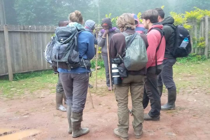 1 Day Gorilla trekking in Rwanda Tour image