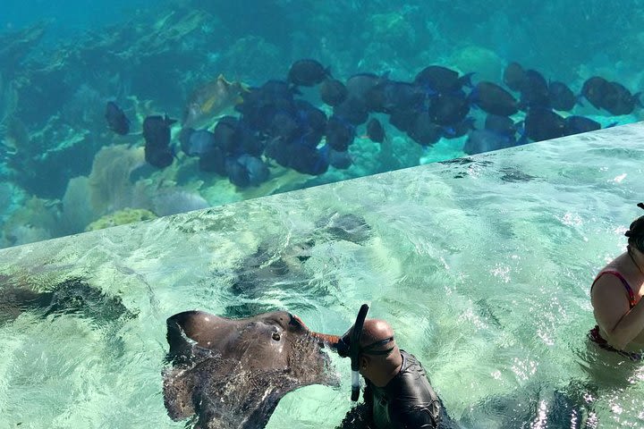 Coral Garden Shark and Sting Ray Alley Snorkeling image