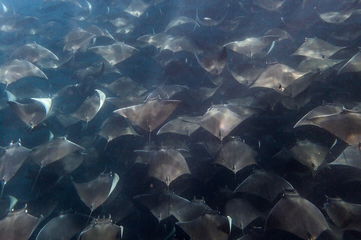 Private Mobula Ray Snorkel Adventure image