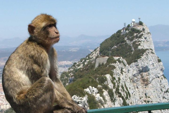Gibraltar & St. Michael's Caves Tour image