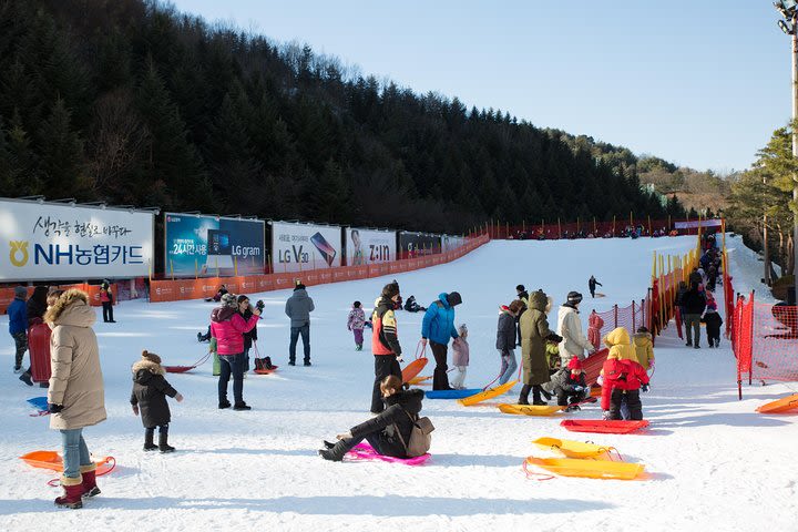 [Private Tour] Nami Island & Snow Viewing and Snow sled (More Members Less Cost) image