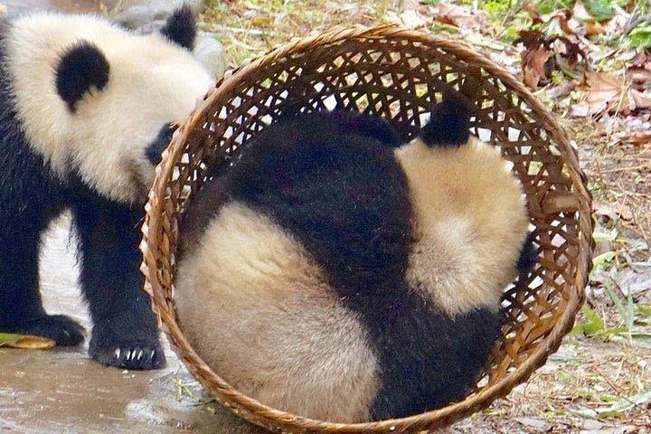 Chengdu Panda Tour and Taste Spicy Hotpot  image