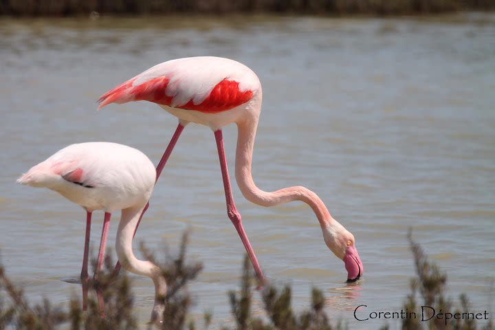 Safari 4x4 Camargue 2 hours - Saintes Maries de la Mer - Private Tour image