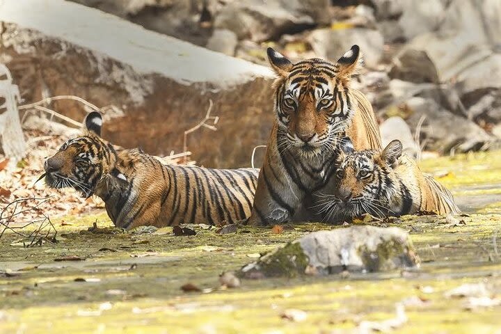 Private Tour: Overnight (2 Days) Ranthambore Tiger Safari Tour From Jaipur image