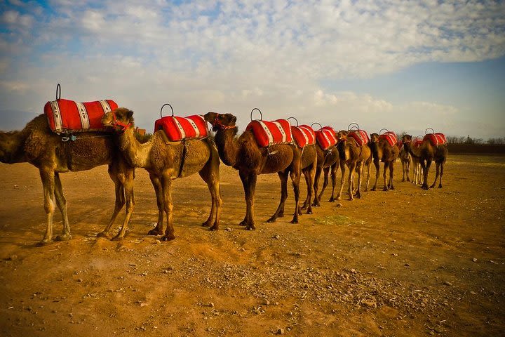 quad biking and camel ride in Marrakech palmerie image