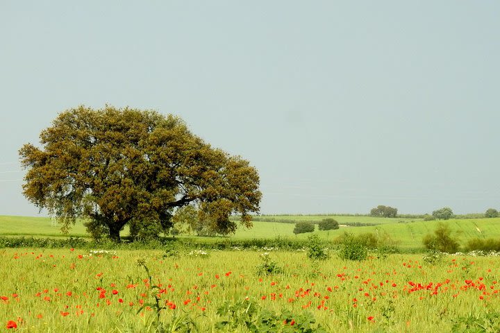 Private birdwatching day trip to Seville Countryside from Seville. image