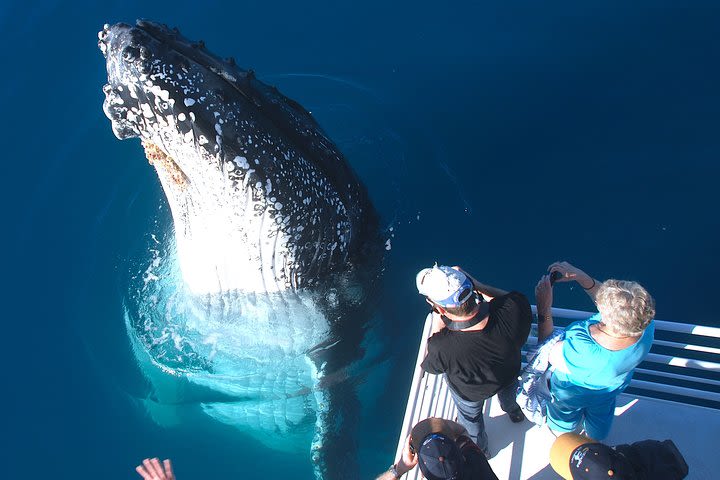Hervey Bay Whale Watching Experience image