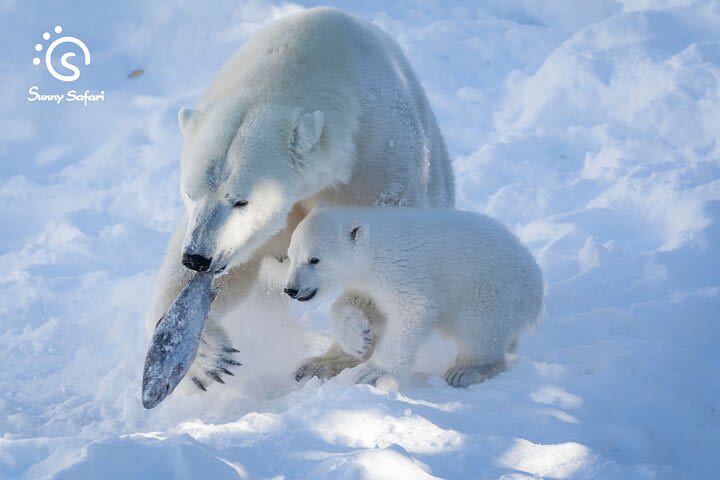 Arctic Animal Day - Winter image