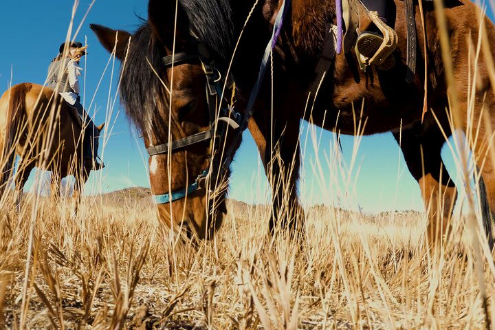 East Zion Pine Grove Horseback Ride  image