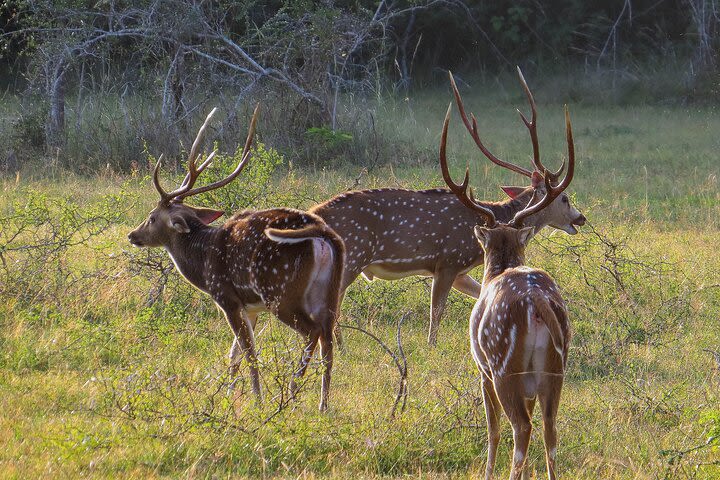 Wilpattu National Park Safari from Sigiriya image