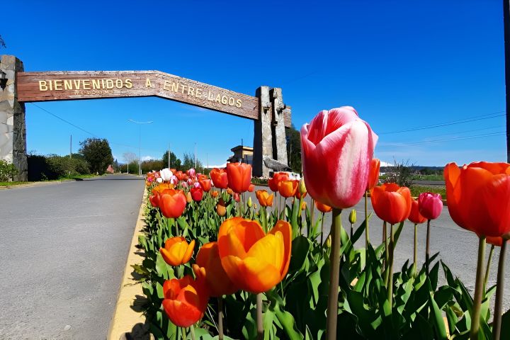 Entre Lagos, Puerto Octay, Lake Rupanco and Puyehue Tour image