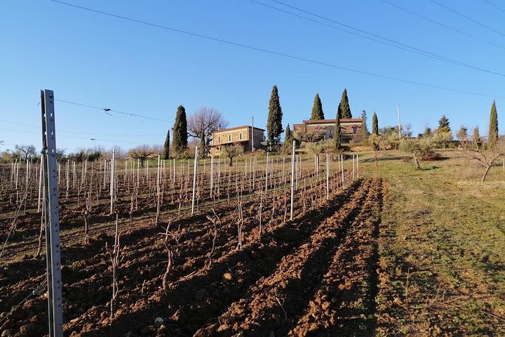 Cruschi peppers and Guarnaccino wine. The treasures of the taste of Basilicata image