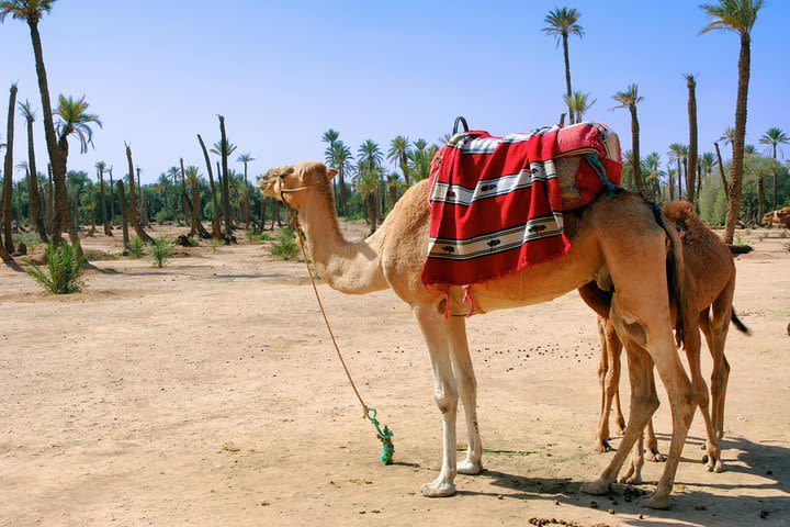 Private Sunset Camel Ride With Tea Break In Marrakeh Palm Grove  image