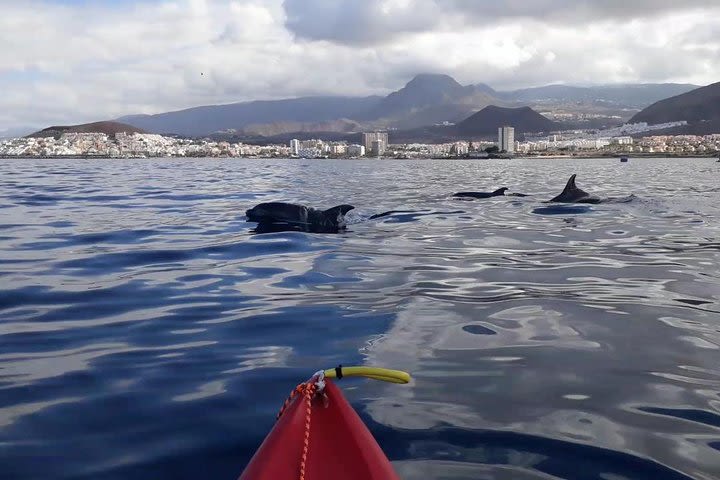 Kayak Tenerife Dolphins Experience image