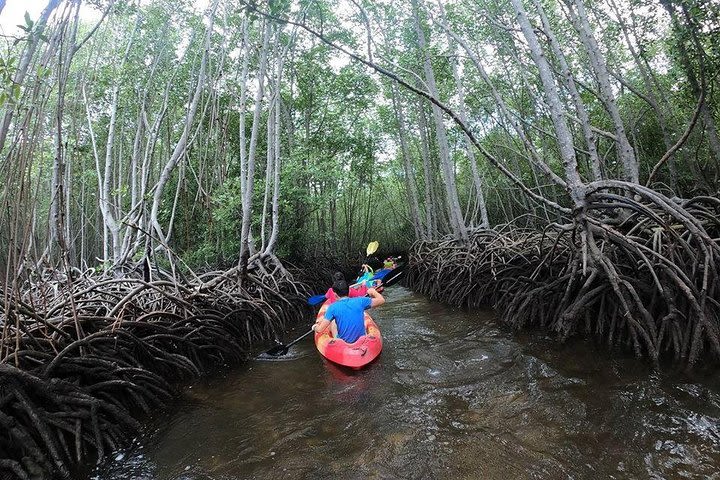 1 Hour Kayaking or Stand Up Paddle Adventure From Lembongan to The Mangrove image