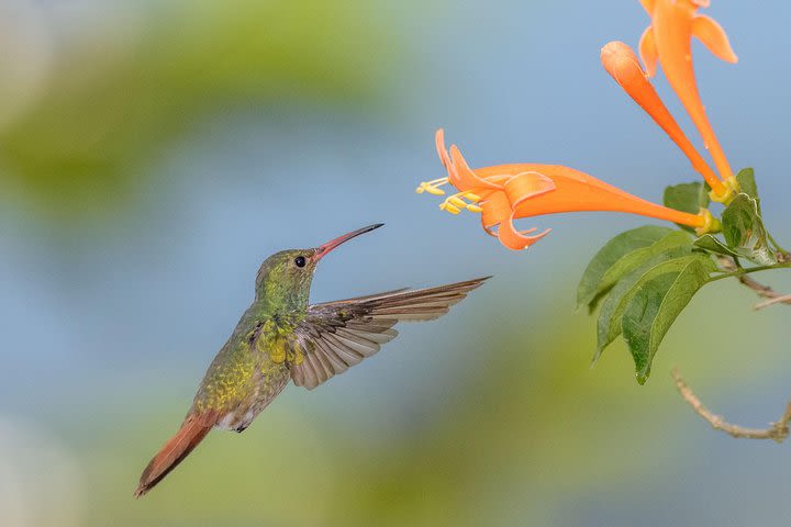 Hummingbirds of the Andes day tour. image