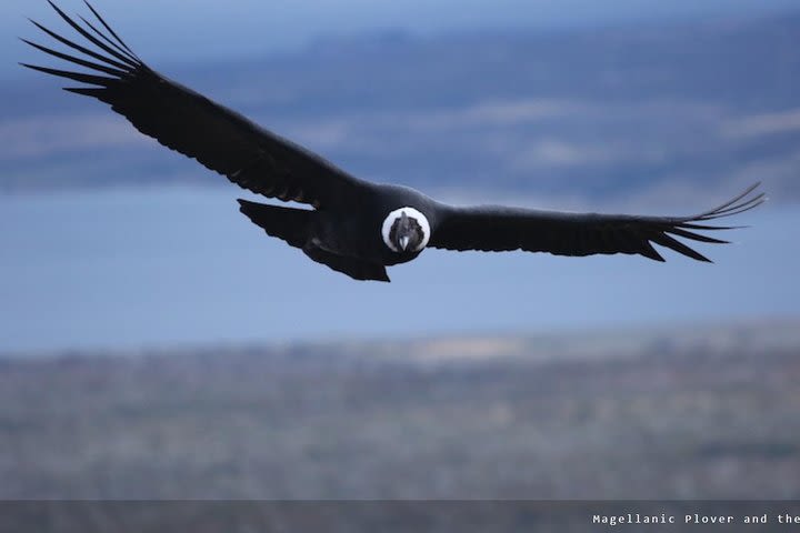 Wildlife Day observation around Punta Arenas  image