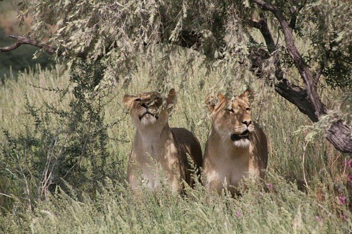 Chobe Day Trip -Botswana image