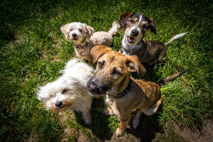 Puppy Pawty with The Nature Bus, for GROUPS of 10-16 image