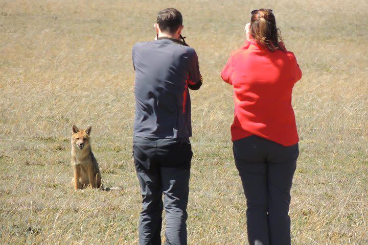 Antisana and Condors Watching Day Trip image