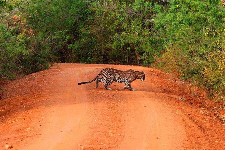 Yala Safari Day Trip from Bentota & Surroundings - All Inclusive image