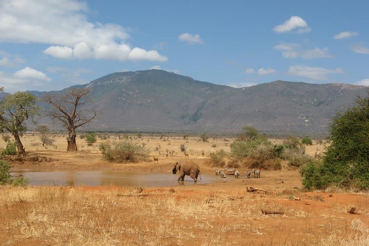 3 Days Tsavo East & Saltlick  image