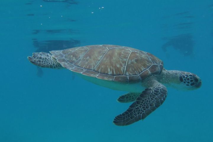 Small Group Sea Turtle Tour (Guaranteed to see turtles) image