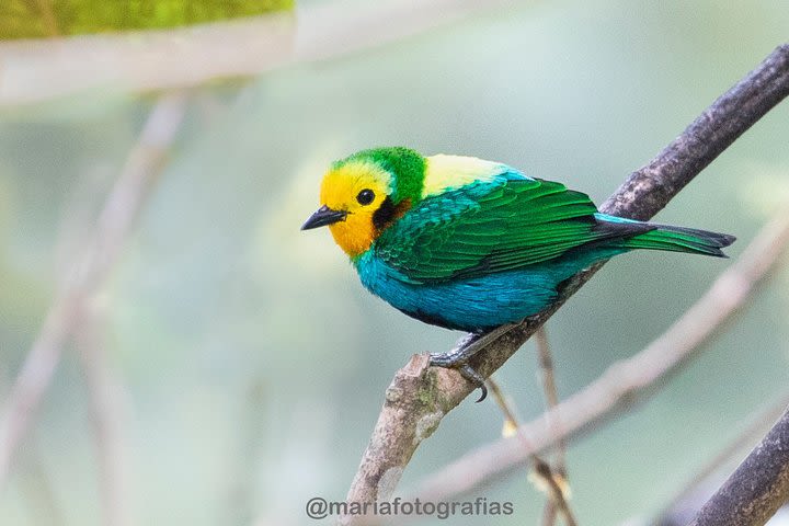 Bird Watching - Occidente Cali image