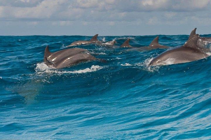 Private Dolphin Tour and Snorkeling at Mnemba Island reef image