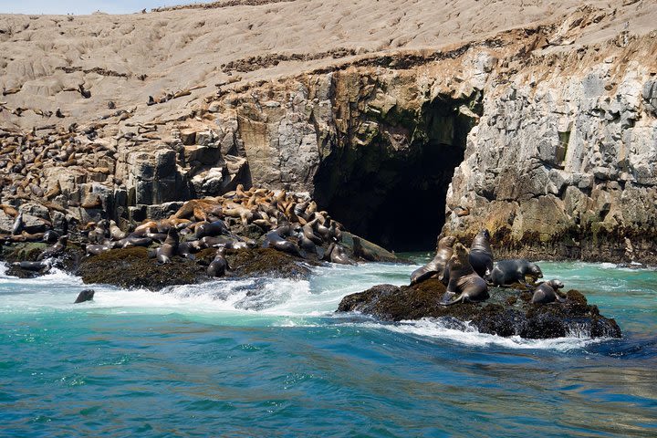 Lima: Palomino Islands, swim with sea lions in the Pacific Ocean image