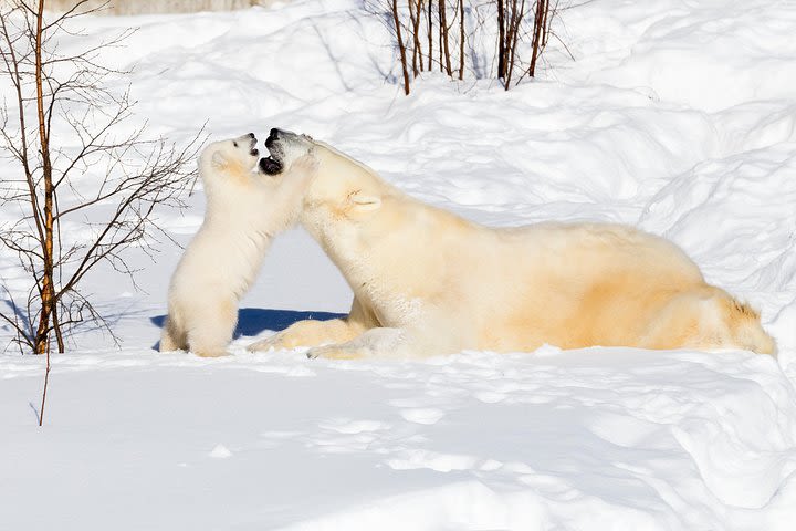 Private Ranua Zoo tour image