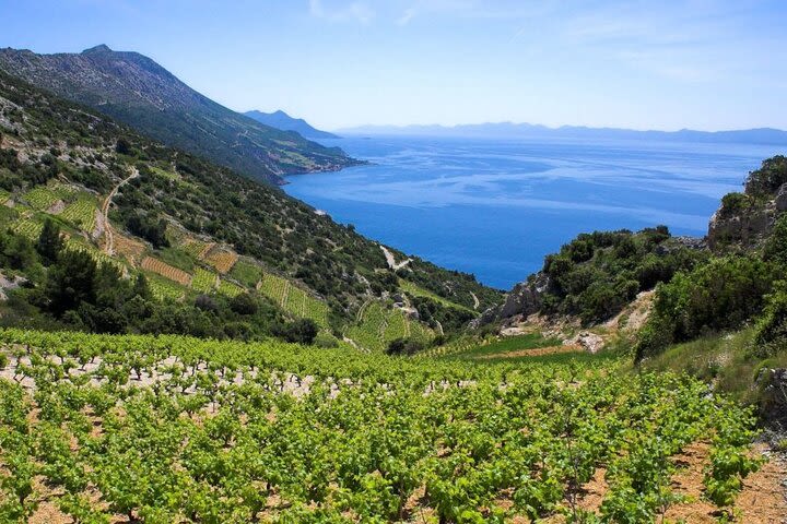 Private tour Pelješac - oysters and wine, a match made in heaven image