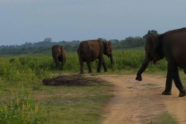 Ella To Udawalawa Safari image