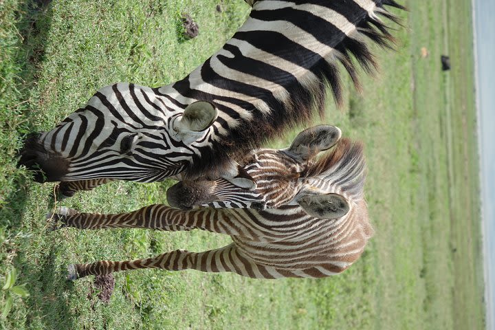 Tanzania Wildlife Game viewing Adventures - 6days/5nights image