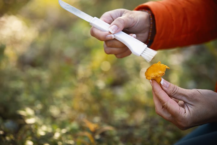 Wildfood from the forest image