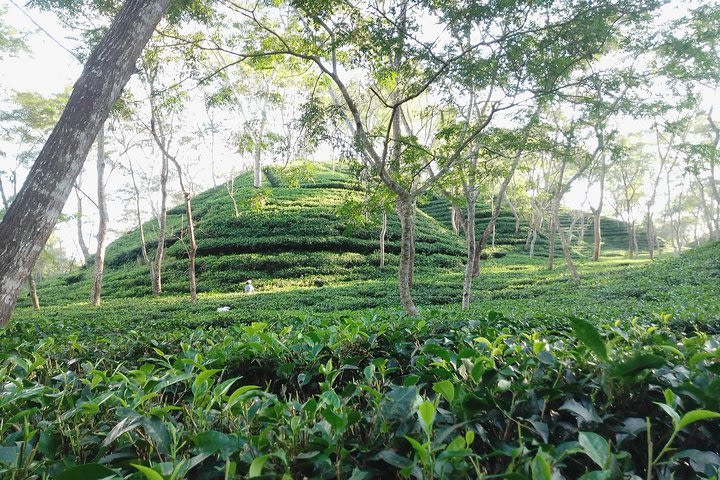 Srimangal Nature Tour in forest and tea garden image