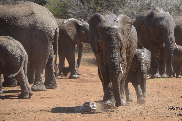 Private 2 Day Pilanesberg Park Camping Safari image