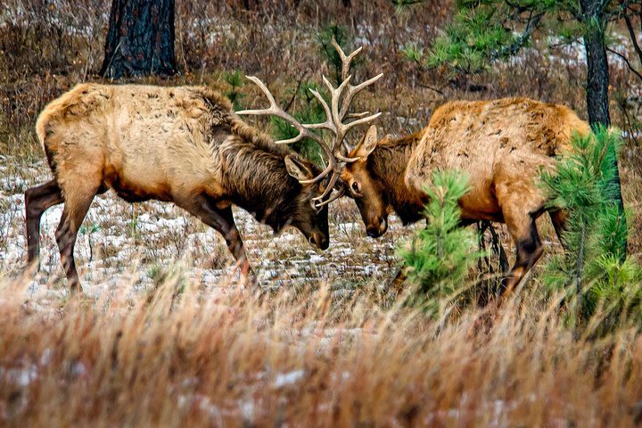 Custer State Park - Private Group Van Tour  image