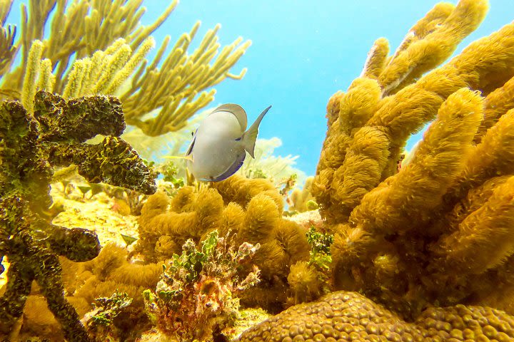 Snorkeling in the stunning Playa del Carmen reef image