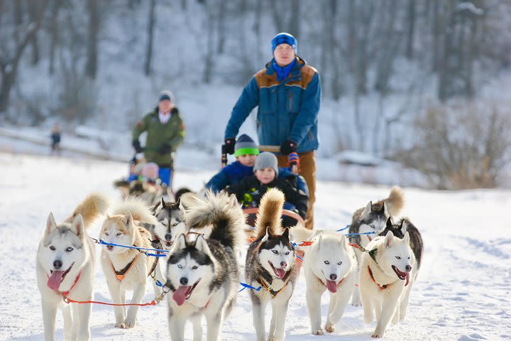 Moscow: Ultimate Dog-sledding Tour in Russian Nature image