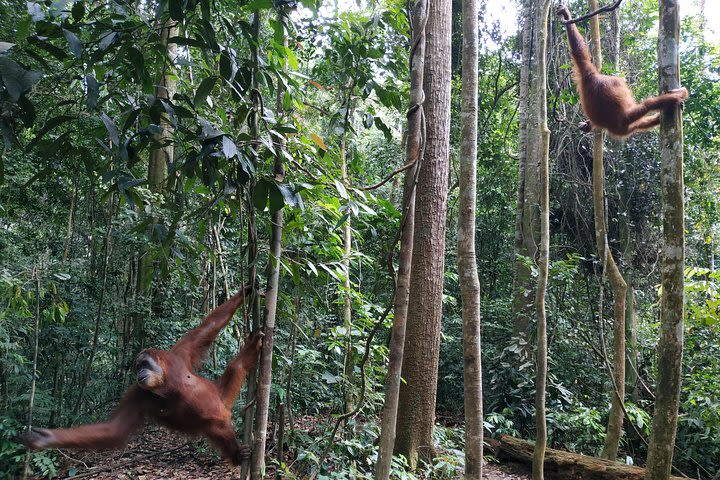 2 Days 1 Night Jungle Trekking in Bukit Lawang image