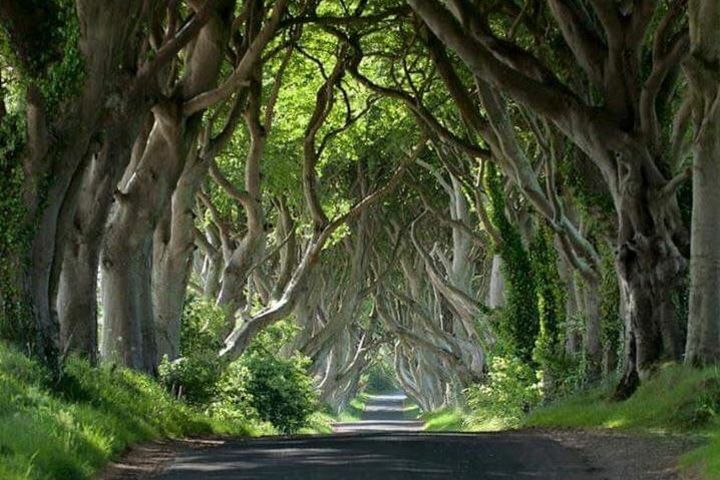 Private Game of Thrones including Giant's Causeway Causeway Coast Rope Bridge image