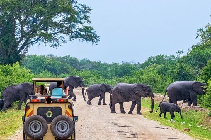 Private 02 Day Leopard Safari in Yala from Colombo image