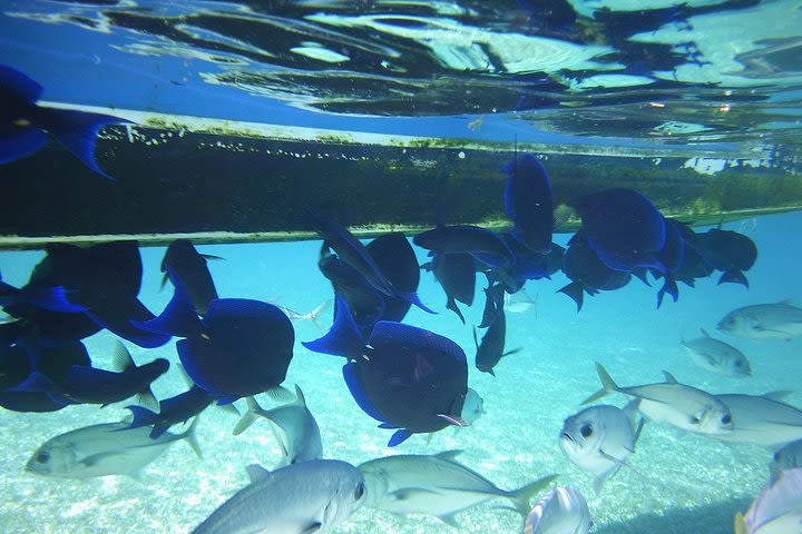 All inclusive Snorkeling at Hol Chan image