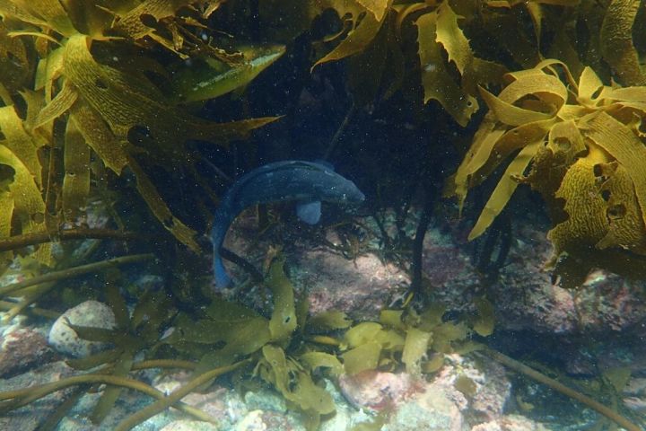 Guided Snorkel Experience, Beginners image