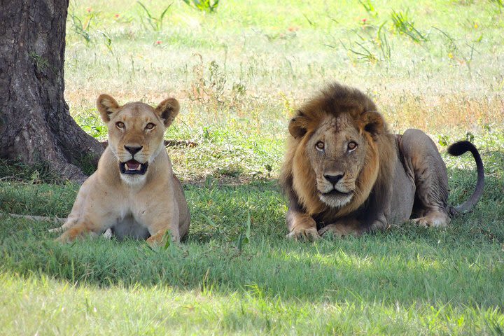2 Days 1 Night Masai Mara Group Joining Safari image