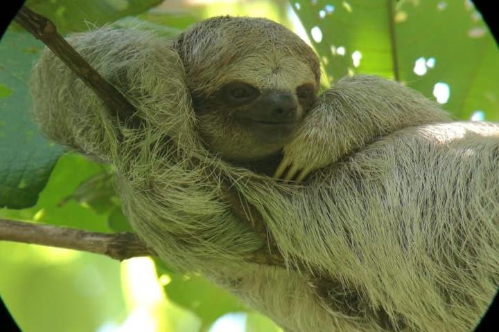 Sloths observation plus coffee-chocolate-sugar cane experience image