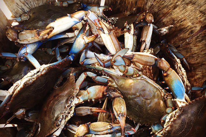 Behind the Scenes of Shem Creek Shrimp Walking Tour image