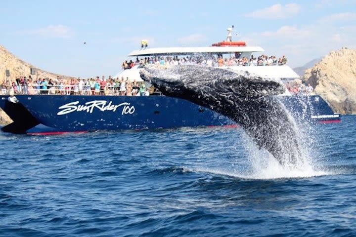 Whale-Watching Lunch Cruise in Los Cabos image
