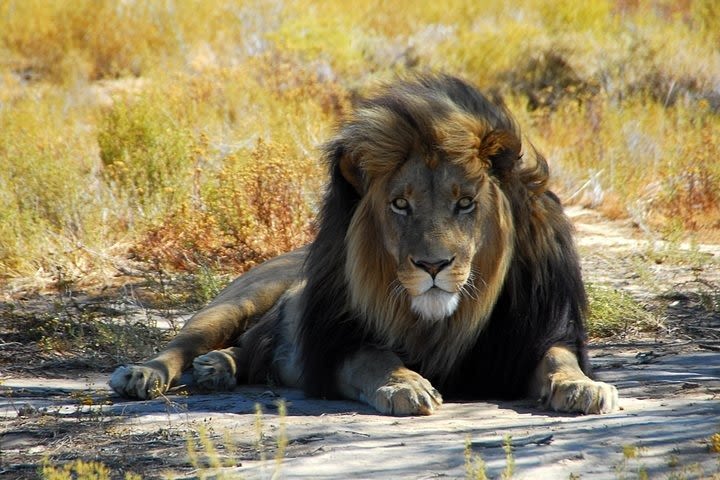 Small Group: Full-Day Aquila Safari Game Reserve Tour in Cape Town image